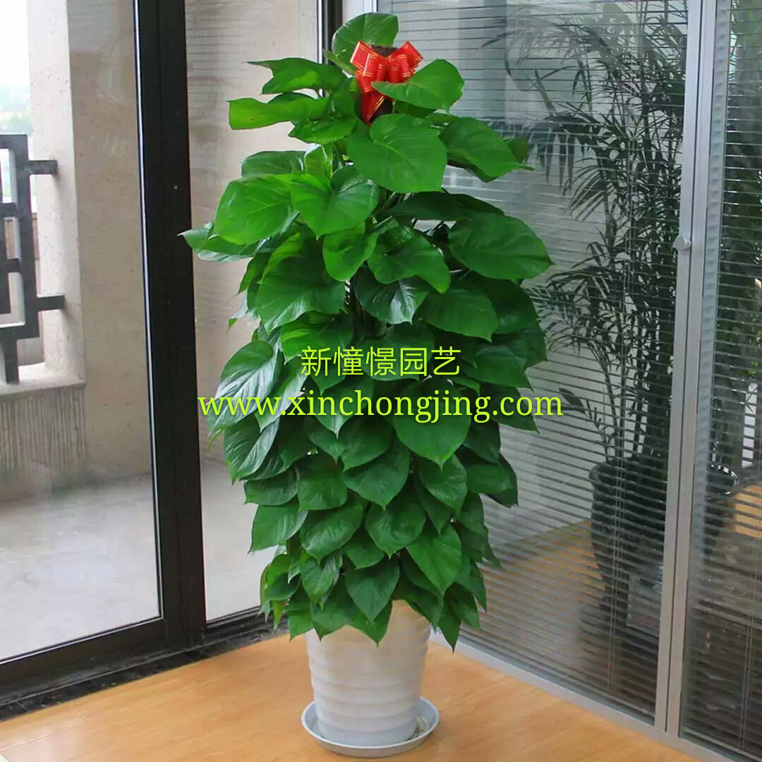 長沙花卉租擺——綠植租擺-辦公樓擺花-綠蘿柱